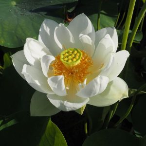 白磁（はくじ）白・一重・小型・厦門碗蓮×漢蓮・杉山元章氏作出