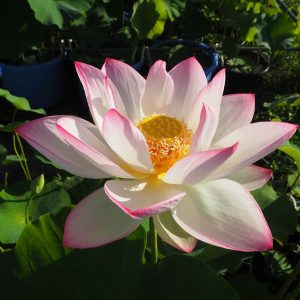 静香（しずか）爪紅・一重・大型・背丈が高く鮮やかな大きな花が咲く