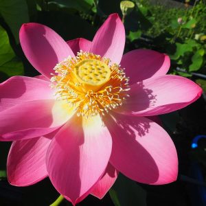 ピキネンシス・ルプラ（大きな桃紅色の花）紅・一重・大型・アメリカ 百年前中国からアメリカへ