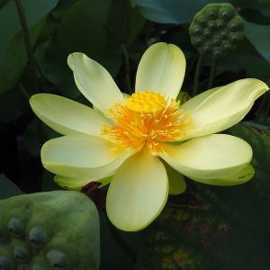バージニア 黄・一重・中型（アメリカの黄色の花の原種）旧名「アメリカ黄蓮」