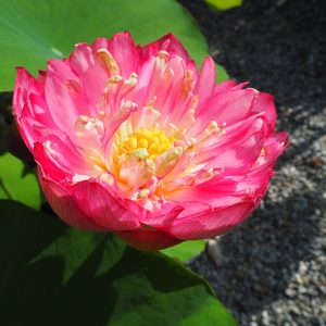 山茶紅(さざんこう)紅・八重・小型・中国東湖風景区・南京24号