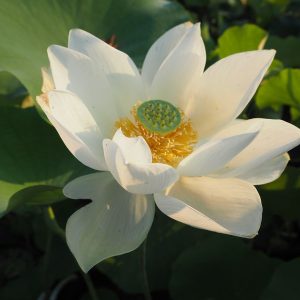 西光寺白蓮（さいこうじびゃくれん）白・一重・中型・伝承品種・大阪府和泉市西光寺に伝わる蓮