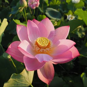 桃紅小碗(とうこうしょうわん)紅・一重・中型・中国・東湖春暁の自然交配種