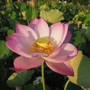浄台蓮（じょうだいれん）桃・一重・大型・伝承品種・上野公園の不忍池