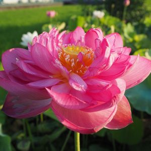 紅万々（こうまんまん）紅・八重・大型 日本在来種・百枚を超える花弁