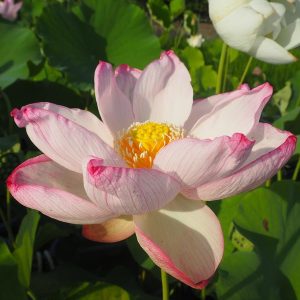 招福蓮(しょうふくれん)淡い弱々しい爪紅の花・爪紅・一重・中型・中国 少し弱々しい感じの花です