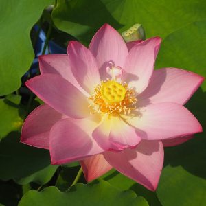 即非蓮（そくひれん）桃・一重・中型・日本在来・黄檗宗隠元禅師の高弟の即非が招来した蓮と伝承・万福寺