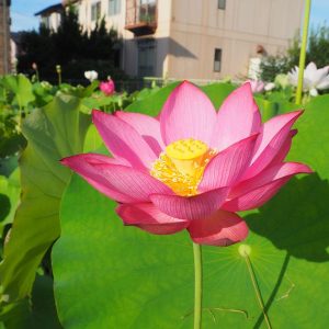 毎葉蓮(まいようれん)紅・一重・中型・伝承蓮・旧名「葉毎蓮(はごとれん)」
