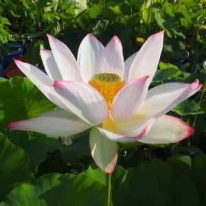 明光蓮（めいこうれん）桃・一重・中型・阪本祐二氏育成・蜀紅蓮×舞妃蓮