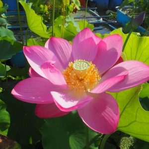 西安紅蓮（せいあんこうれん）紅・一重・大型・中国・陝西省西安市品種