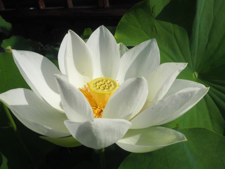 大白蓮華671号〜695号 パナソニック SSR-Z165A|5面ガラスショーケース|小型冷蔵ショーケース