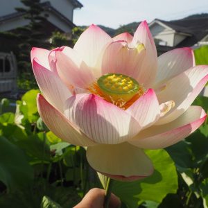 巨椋の輝（おぐらのかがやき）爪紅・一重・大型・巨椋池品種・内田又夫氏育成