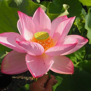 二本柳（にほんやなぎ）桃・一重・中型・巨椋池品種・条線が綺麗