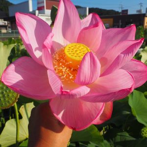 巨大型蓮（きょだいがたはす）桃色・一重・大型・40cmほどの大きな花が咲く・詳細は不明