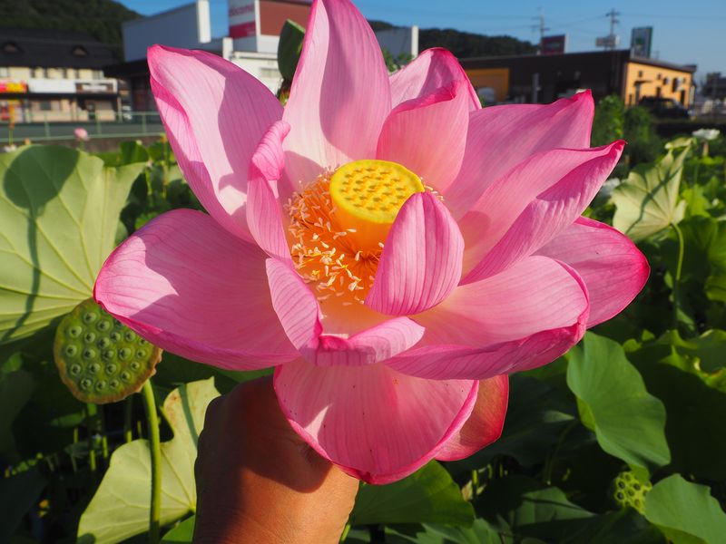 巨大型蓮（とても大きな花が咲く蓮）大型・桃色・一重・由来は不明