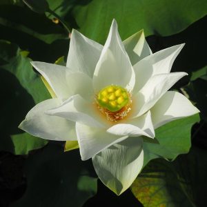 白君子小蓮（しろくんししょうれん）白・一重・中型 旧名「唐招提寺青蓮」・鑑真和尚が招来