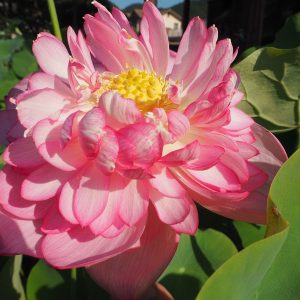 請所の本紅（うけしょのほんべに）紅・八重・大型・巨椋池品種・特徴的な花・巨椋系唯一の八重
