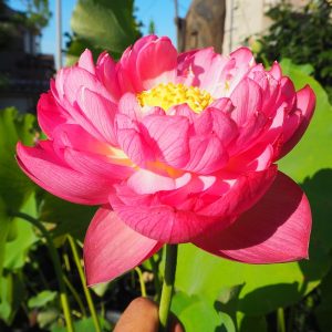 火炬(かきょ)紅・八重・中型、中国荷花研究所育成・紅碗蓮の自然交配種・たいまつという意味
