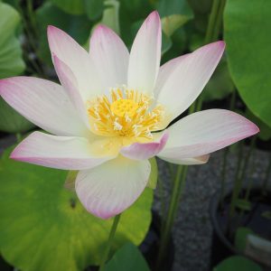 碧翠蓮(へきすいれん)黄紅・一重・小型・中国・花付きがよい