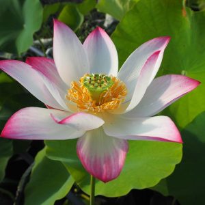 紅小町(べにこまち)紅・一重・小型・貴婦人×美笑蓮・よく咲く