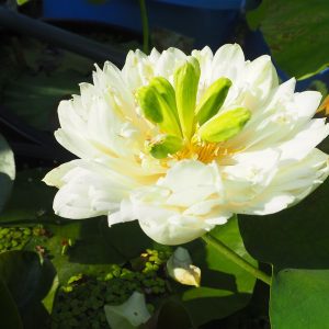 緑風（りょくふう）白・八重・小型・姫万里×漢蓮・杉山氏育成