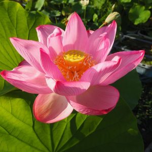 藤壺蓮(とうこれん)桃・一重・大型・伝統品種・昔西本願寺のお堀にあった蓮