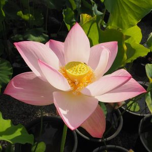 紹興紅蓮（しょうこうこうれん）桃・一重・中型・中国紹興市の伝統品種
