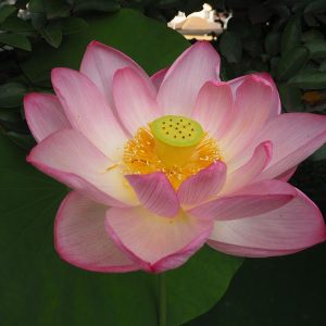桜蓮（おうれん）桃・一重・大型・伝統品種・旧名「白川紅蓮」強い品種です