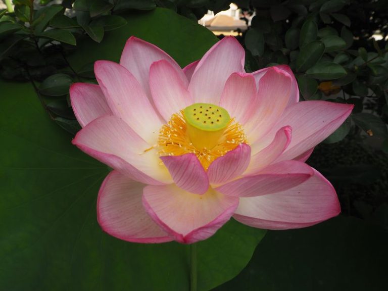 桃蓮蓮玉✨皇の縁ハイヤーセルフ‼️是が非でも欲しい‼️と感じた方ご購入ください P7280641-768x576.jpg