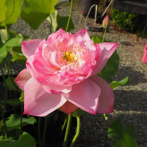 粉松球(ふんしょうきゅう)桃・八重・小型・中国東湖春暁の自然交配種