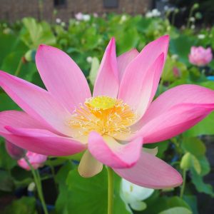 紅舞妃蓮(べにまいひれん)紅・一重・大型・阪本祐二氏育成、舞妃蓮の自然交配種