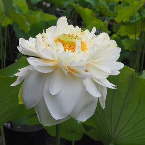 廬山白蓮（ろざんぱくれん）白・八重・大型・日本在来品種・旧名「聖人蓮」・廬山より持ち帰りし蓮