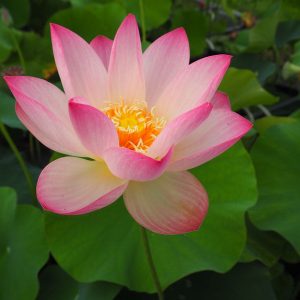 美中紅（びっちゅうこう）黄紅・一重・中型・中国武漢植物研究所・美洲黄蓮の自然交配種