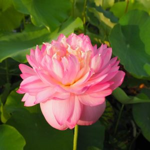 昭蓮（しょうれん）桃・八重・中型・中国・繁殖力が強い