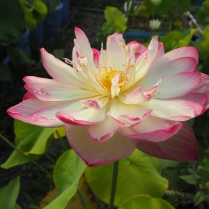 星乙女（ほしおとめ）爪紅・八重・中型、鮮やかな星型に咲く花
