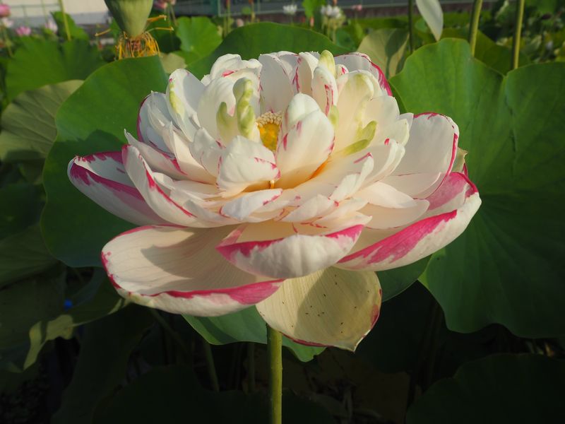 中国 1元 蓮の花 硬貨 - Collection工場 直営 店