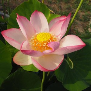 精華（せいか）黄紅・一重・大型 内田又夫氏作出・王子蓮の自然交配種