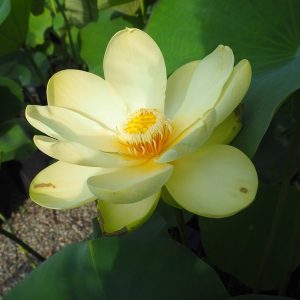 美洲黄蓮（びしゅうおうれん）黄・一重・大型・中国南京芸蓮苑育成・美洲とはアメリカのこと