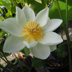 巨椋の槇島（おぐらのまきしま）白・一重・中型・別名「槇島白花」・巨椋池品種