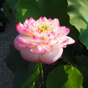 赤蜻蛉（あかとんぼ）爪紅・八重・小型・紅から爪紅に変化