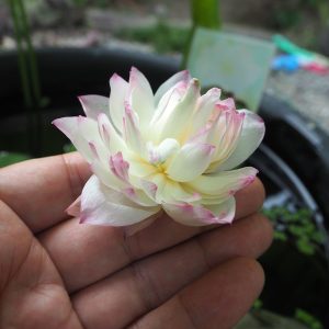 祇園(ぎおん)爪紅・八重・超小型・厦門碗蓮×珊瑚・杉山元章氏作出