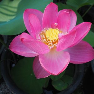竜洋(りゅうよう)紅・一重・大型・火花×紫重陽・とてもよく咲く