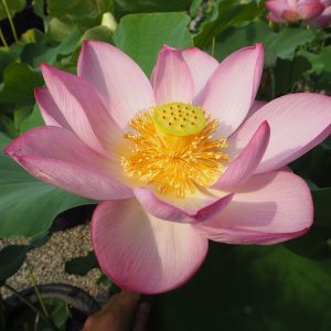 遠州和蓮（えんしゅうわれん）桃・一重・大型・遠州とは遠江国と呼ばれた現在の静岡県西部に当たる地域