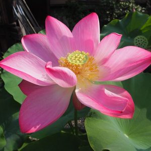 西湖紅蓮(せいここうれん)紅・一重・小型・中国杭州市西湖成育種・高級茶葉・日中友好