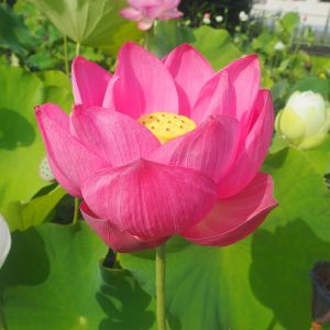 艶陽天(えんようてん)紅・一重・中型・中国武漢市東湖風景区・東湖春暁の自然交配種