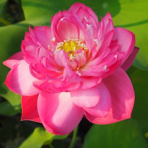 紅顔滴翠(こうがんてきすい)桃・八重・小型・中国武漢市園林研究所・暁霞の自然交配種