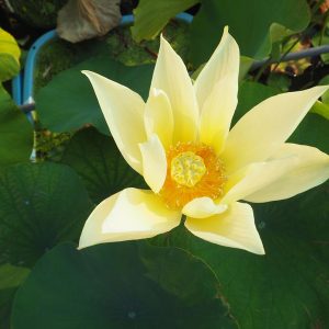 杏黄（きょうおう）黄・一重・小型・中国南京芸蓮苑育成・黄色の蓮でスタイル抜群（通称あんこう）