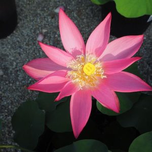 紅領巾（こうりょうきん）一重・中型・紅・中国・武漢市園林科学研究所・小舞妃の自然交配種・赤いスカーフという意味