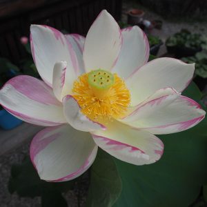 一天四海（いってんしかい）斑・一重・大型・伝承種