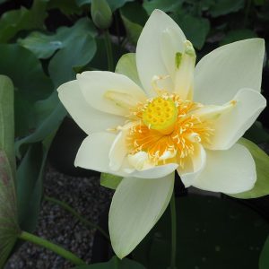 アメリカ黄蓮（同名別種あり）黄白・一重・中型